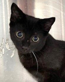 Tony, a Adoptable Domestic Short Hair in Carrollton, GA image 2/3