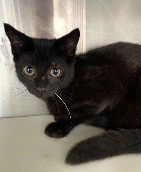 Tony, a Adoptable Domestic Short Hair in Carrollton, GA image 3/3