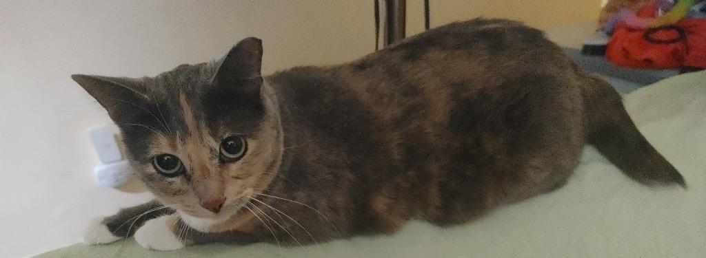 Enlarge Camilla (Bonded with Cirilo), a Adoptable Calico in Lewisville, TX image 1/2