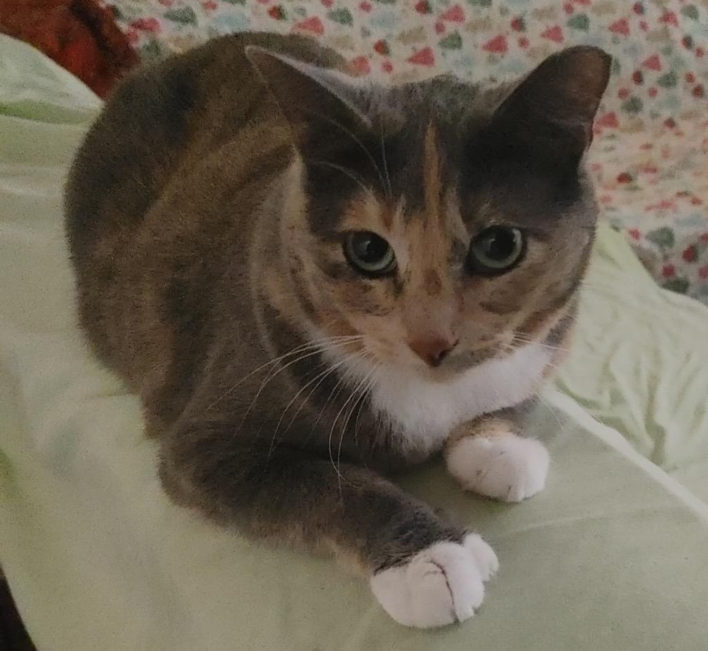 Enlarge Camilla (Bonded with Cirilo), a Adoptable Calico in Lewisville, TX image 2/2