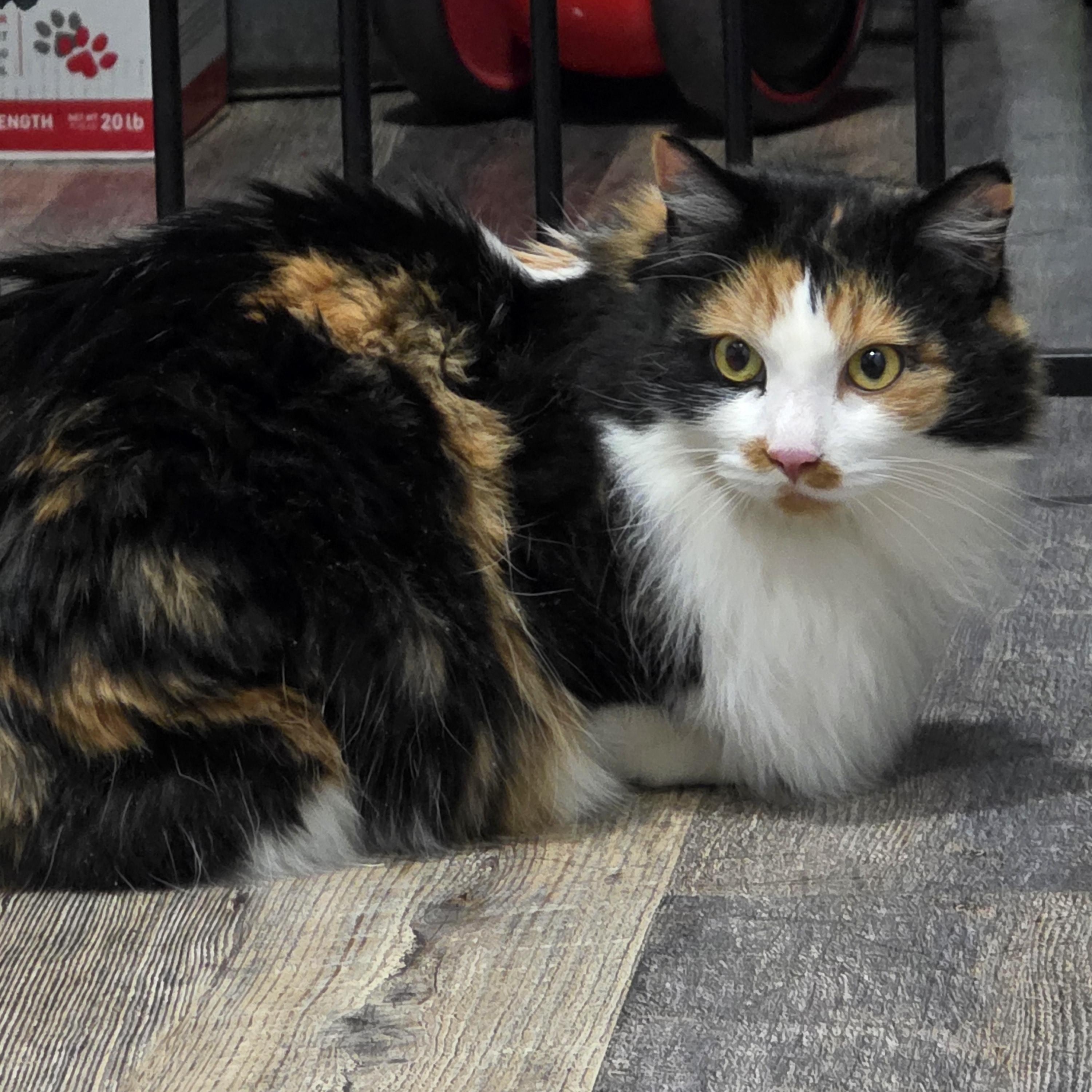 Tomato, adopted, Adult Female Domestic Long Hair.