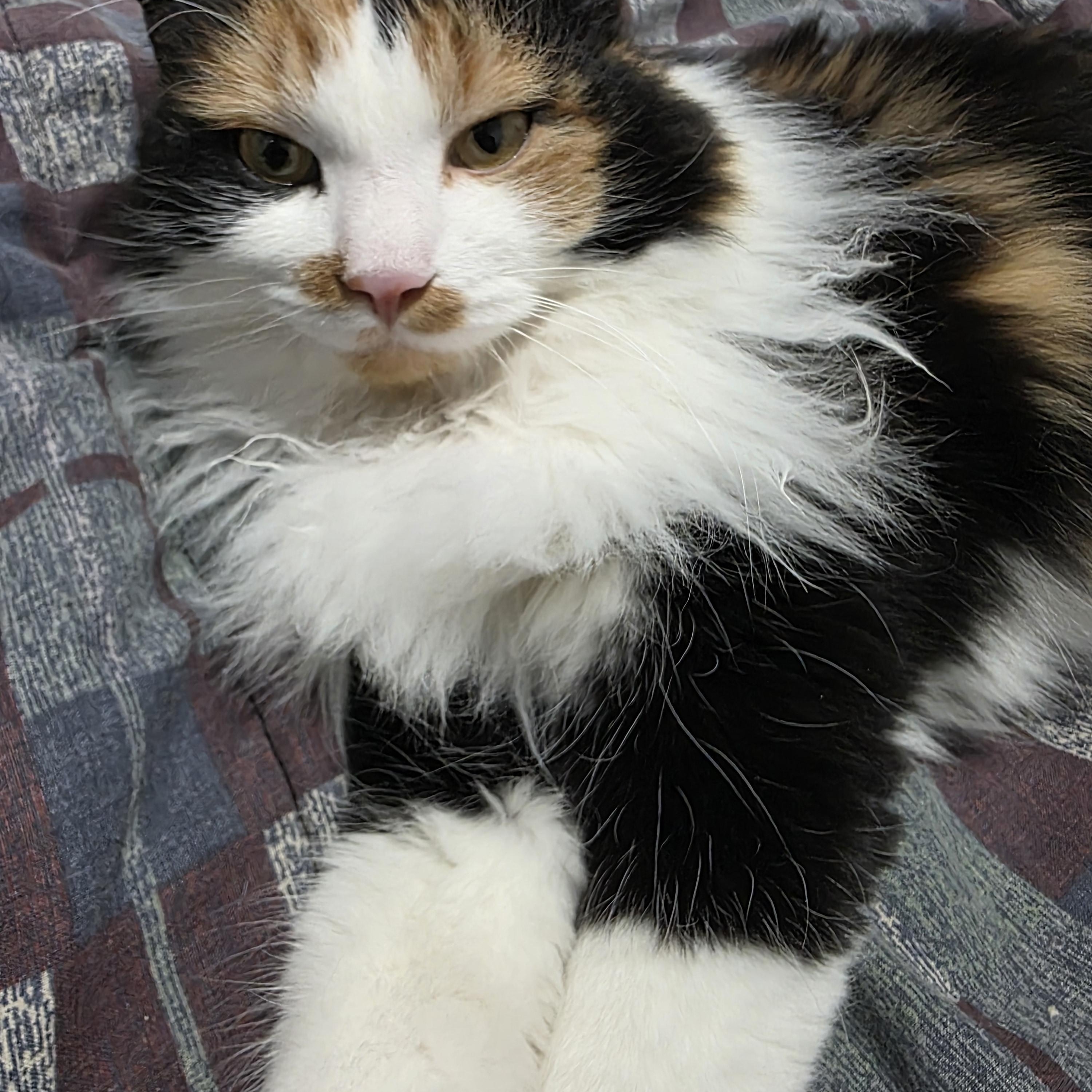 Enlarge Tomato, an adopted Domestic Long Hair in Homer, AK image 3/3