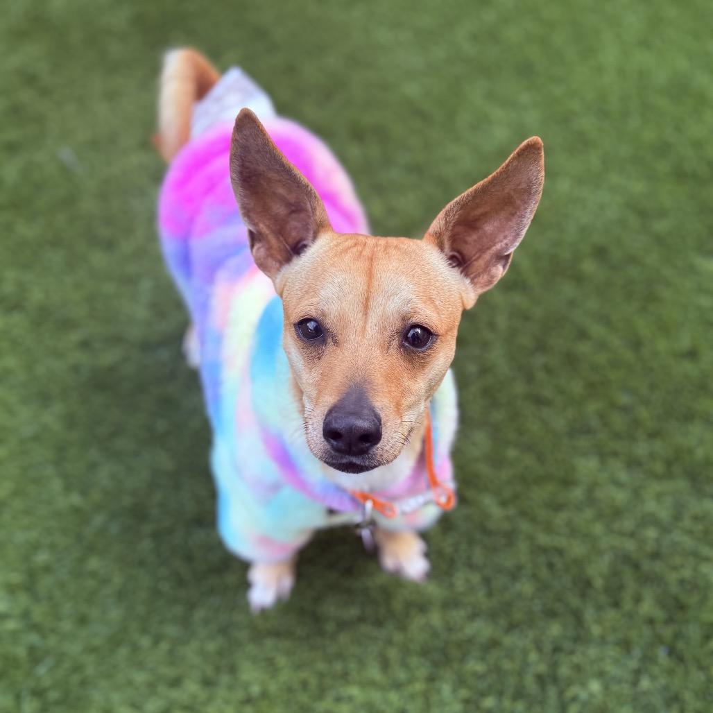 Teddy, Adoptable, Young Male Chihuahua & Dachshund.