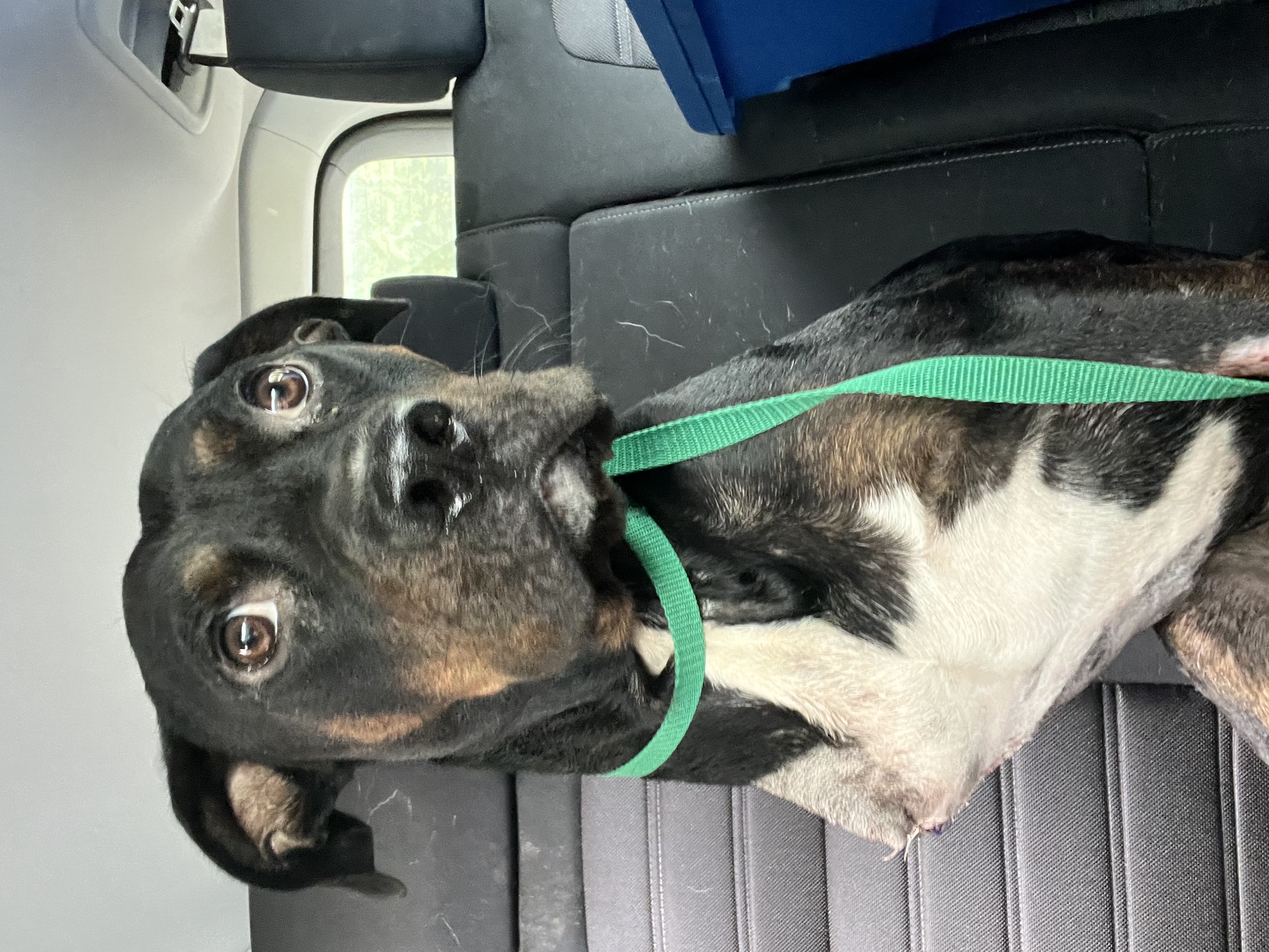 Enlarge Benny, a Adoptable mixed breed in Mansfield, OH image 1/1