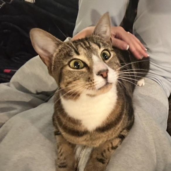 Enlarge Prancer, a Adoptable Domestic Short Hair in Freeport, FL image 1/6