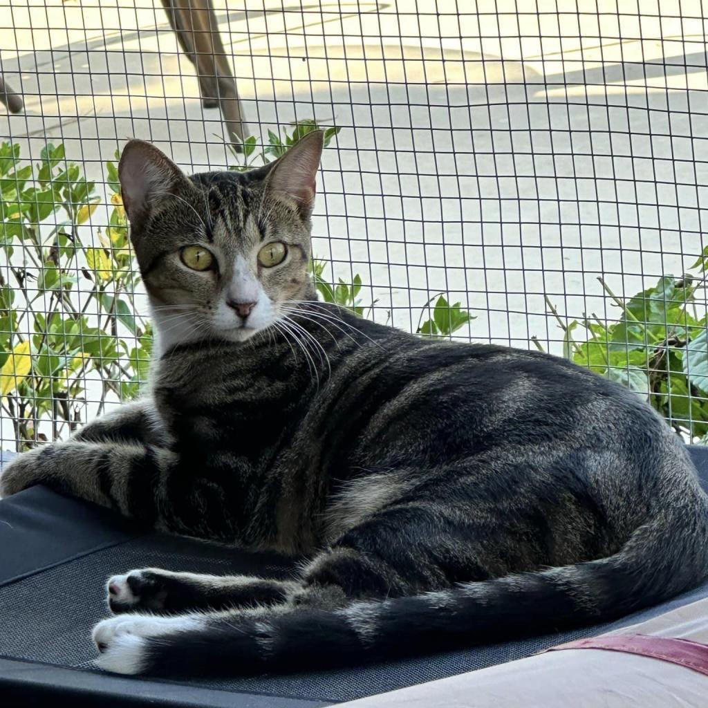 Enlarge Prancer, a Adoptable Domestic Short Hair in Freeport, FL image 2/6