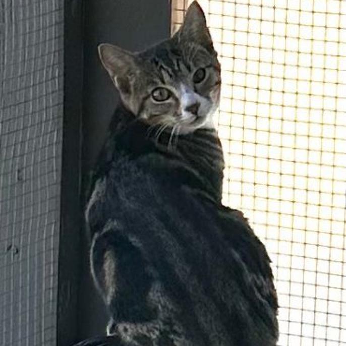 Enlarge Prancer, a Adoptable Domestic Short Hair in Freeport, FL image 3/6