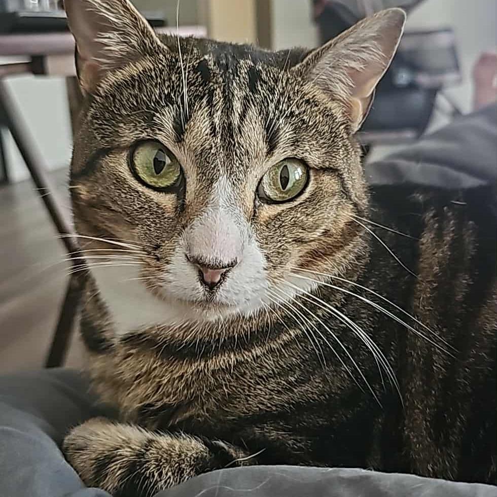 Enlarge Prancer, a Adoptable Domestic Short Hair in Freeport, FL image 5/6