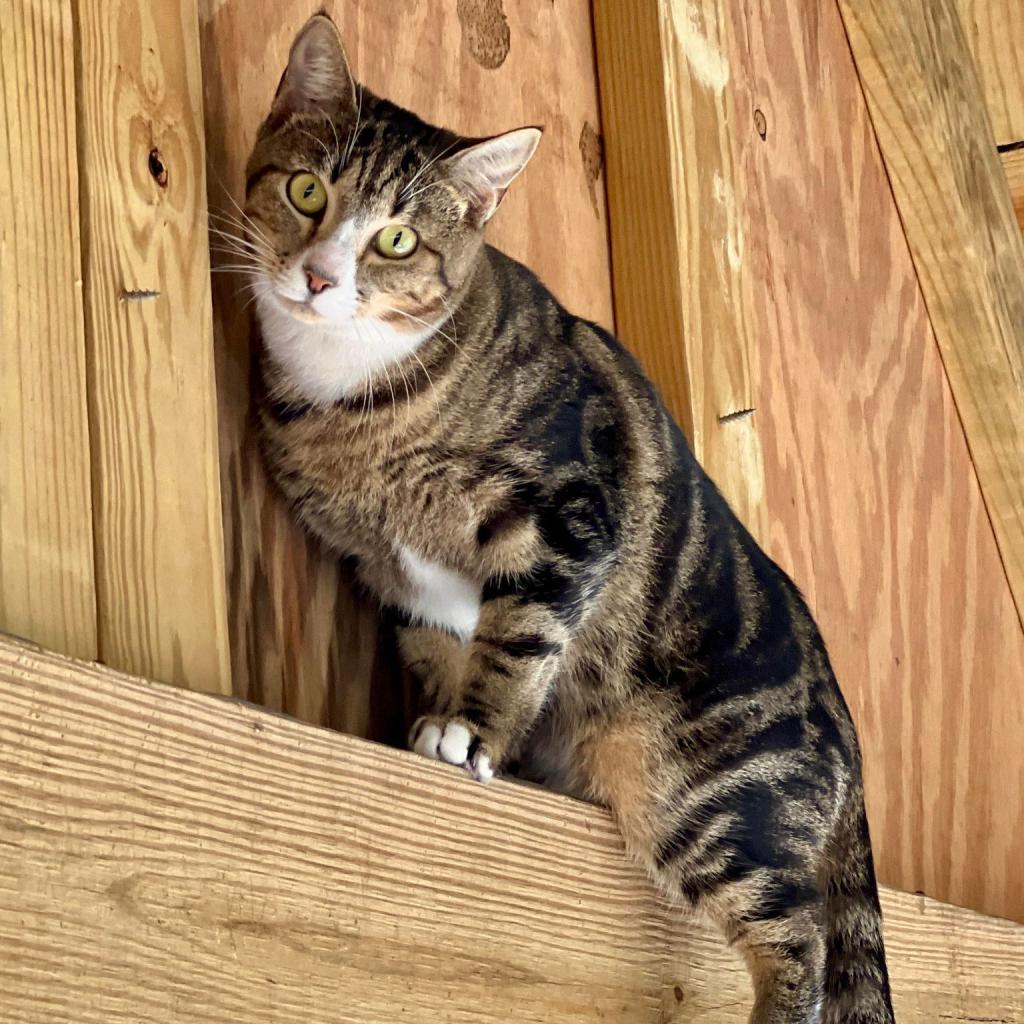 Enlarge Prancer, a Adoptable Domestic Short Hair in Freeport, FL image 6/6
