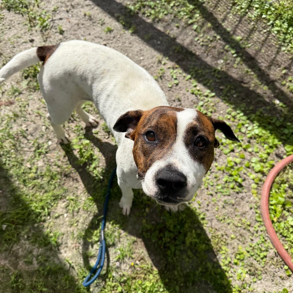 Butterscotch, a Adoptable Mixed Breed in Naples, FL image 1/4