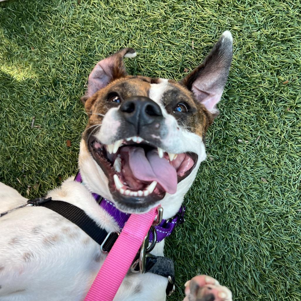 Butterscotch, a Adoptable Mixed Breed in Naples, FL image 2/4