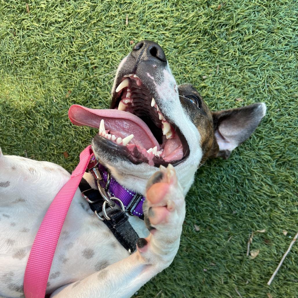 Butterscotch, a Adoptable Mixed Breed in Naples, FL image 4/4