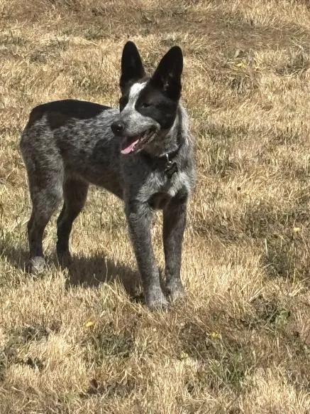 Enlarge Abby - Adoption Pending, a Adoptable mixed breed in Arlington, WA image 2/4