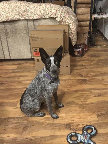 Abby (Camano Island, WA)