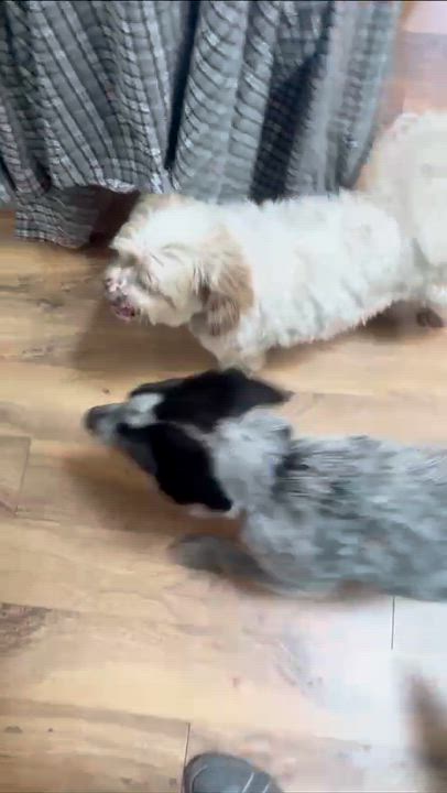 Enlarge Abby - Adoption Pending, a Adoptable mixed breed in Arlington, WA video 4/4