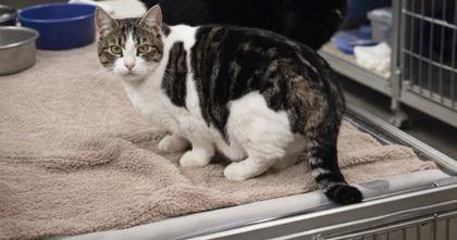 Two Dots, Adoptable, Adult Male Domestic Short Hair & Domestic Short Hair.