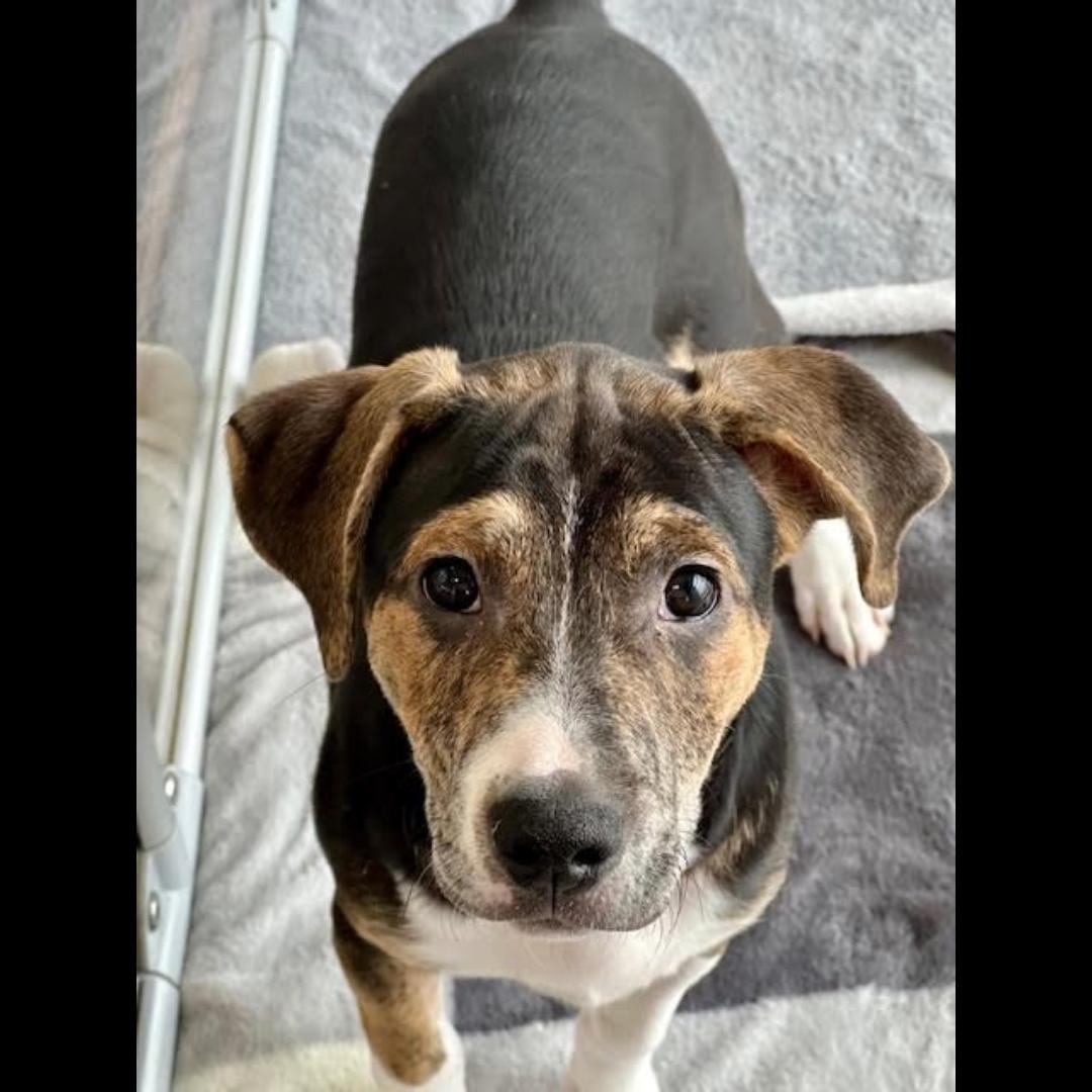 Danbury, a Adoptable mixed breed in Midlothian, VA image 2/6
