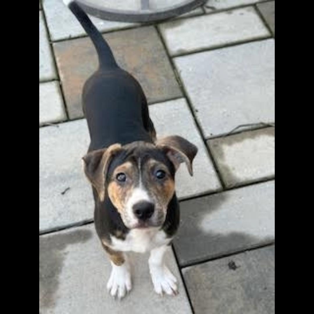 Danbury, a Adoptable mixed breed in Midlothian, VA image 5/6