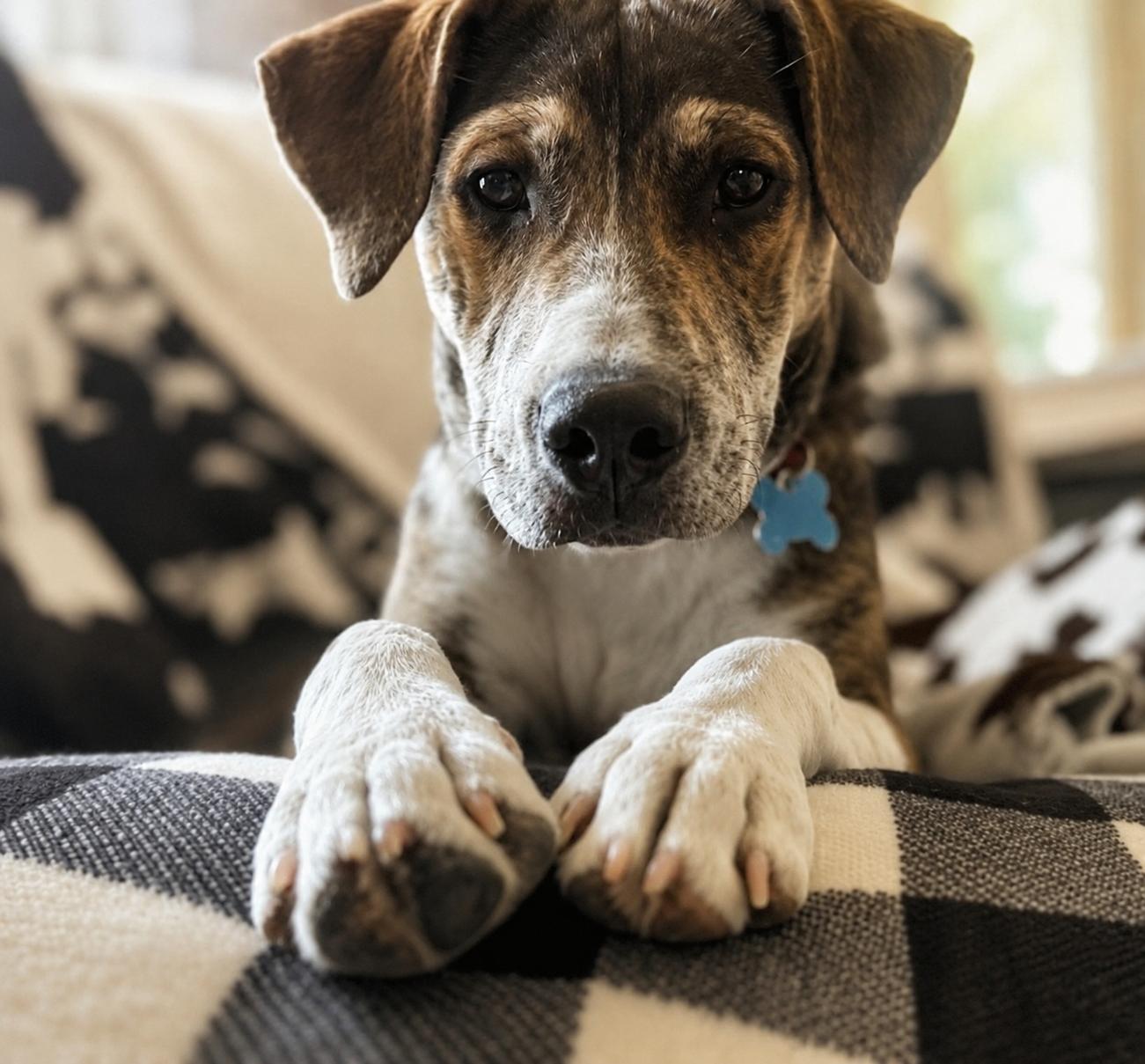Danbury, a Adoptable mixed breed in Midlothian, VA image 1/6