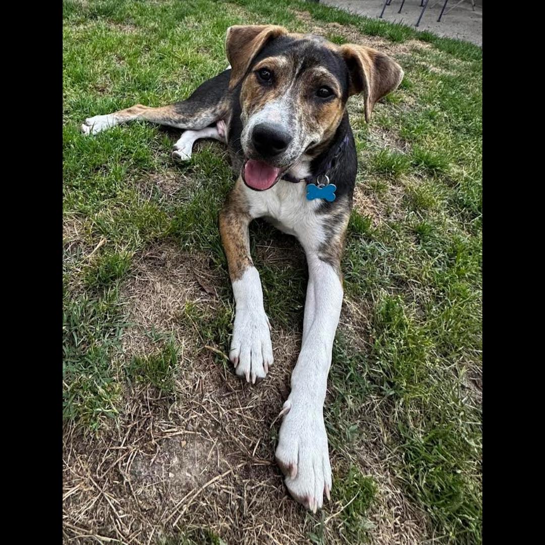 Danbury, a Adoptable mixed breed in Midlothian, VA image 1/6