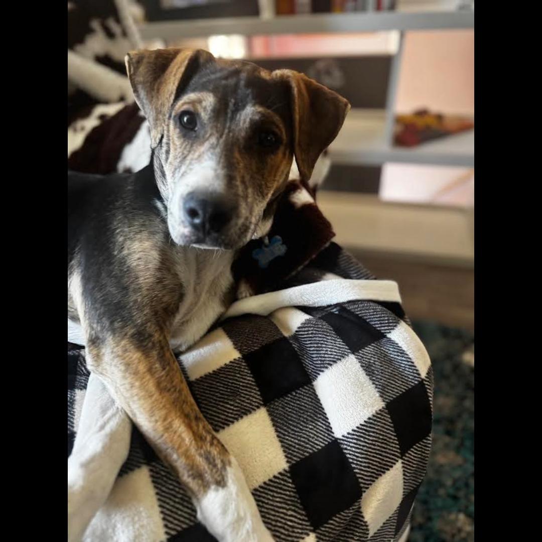 Danbury, a Adoptable mixed breed in Midlothian, VA image 6/6