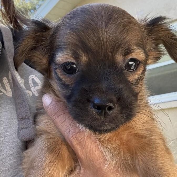 Enlarge PRINCE, a Adoptable mixed breed in Largo, FL image 5/6