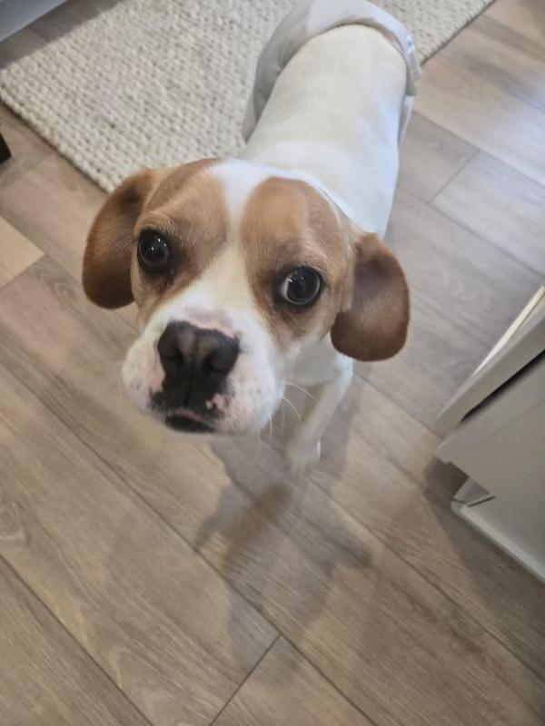 Enlarge Mack, a Adopted mixed breed in Cedar Springs, MI image 2/3