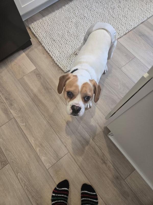 Enlarge Mack, a Adopted mixed breed in Cedar Springs, MI image 3/3