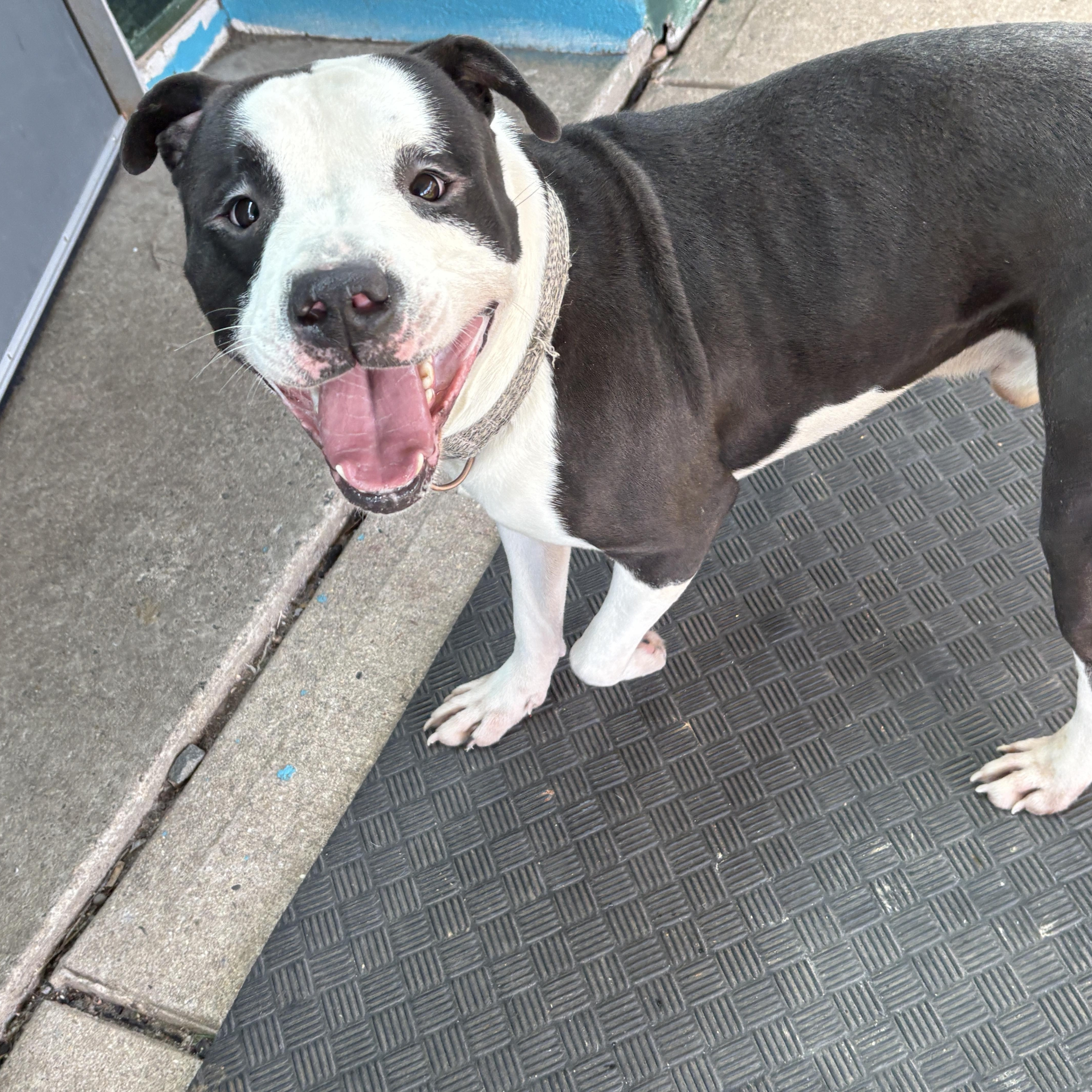 Enlarge Thunder, a ADOPTABLE Pit Bull Terrier in Trenton, NJ image 3/3