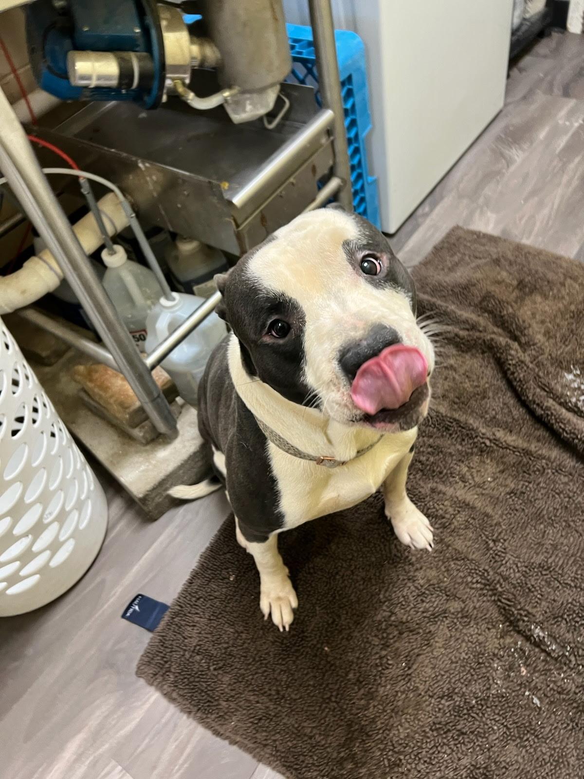 Enlarge Thunder, a ADOPTABLE Pit Bull Terrier in Trenton, NJ image 1/3