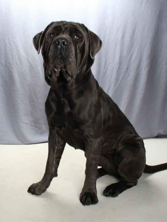STELLA BRENNAN, Adoptable, Adult Female Neapolitan Mastiff.
