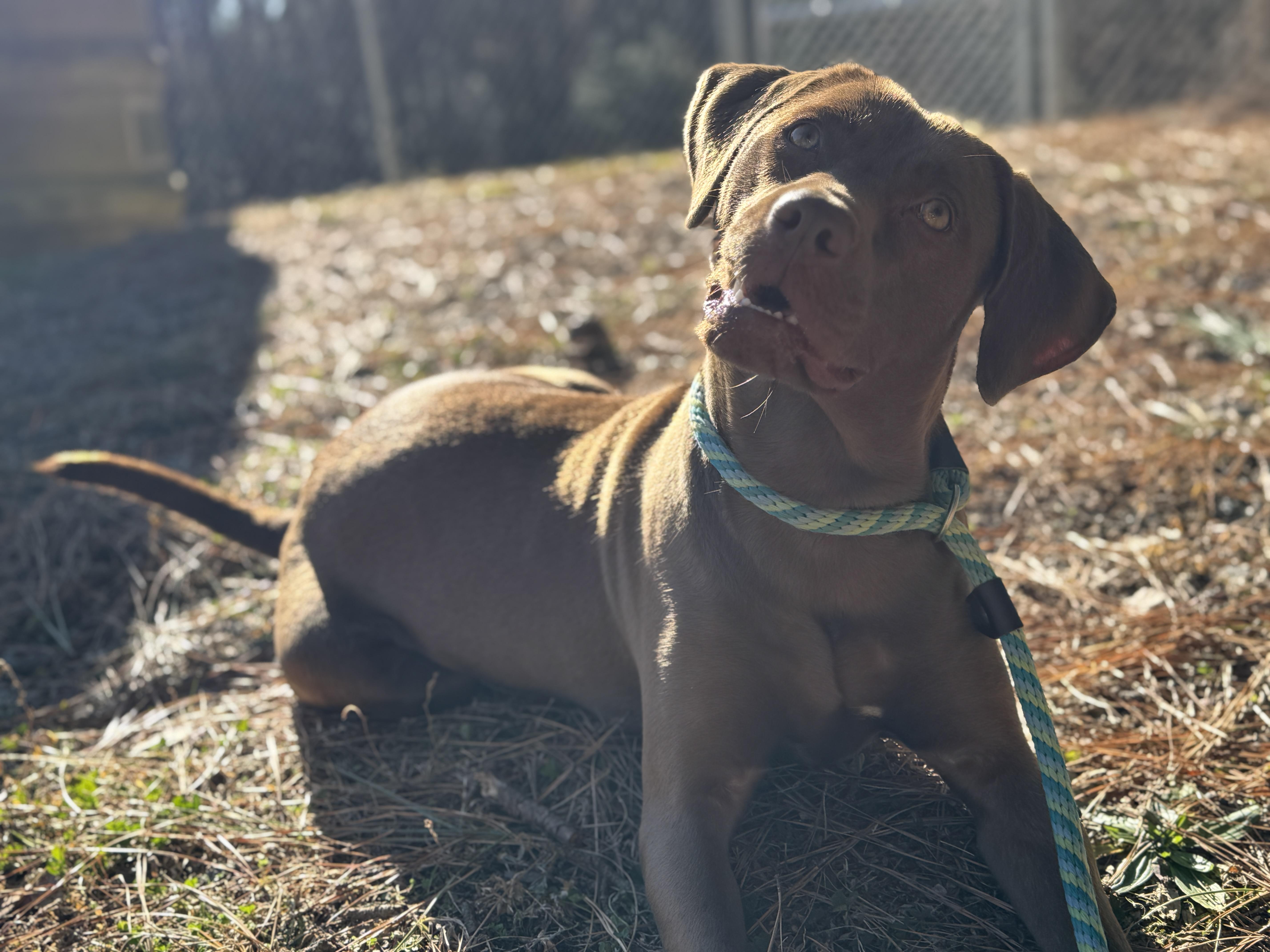 Pine Cone, a ADOPTABLE mixed breed in Richmond, VA image 4/6