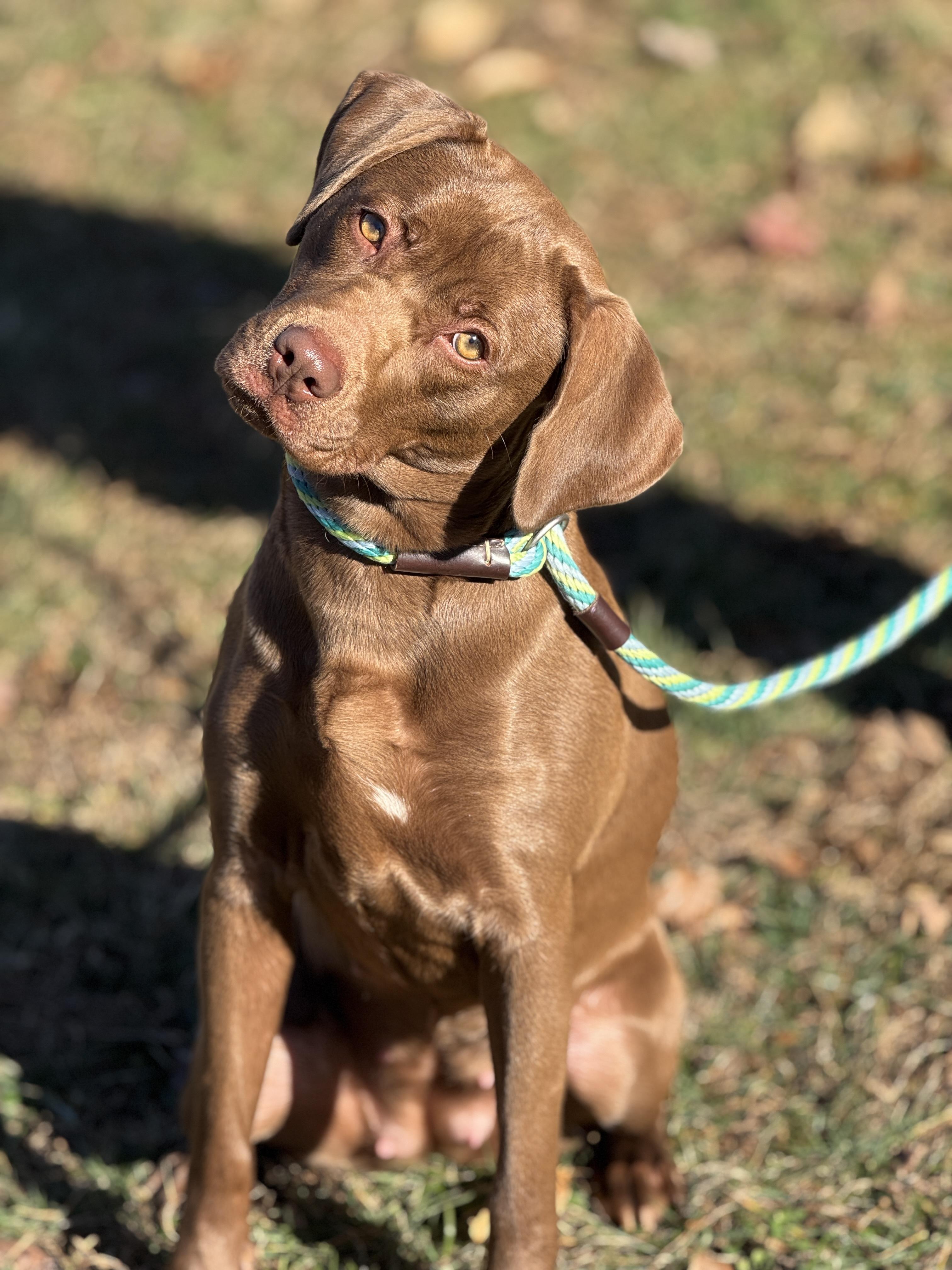 Pine Cone, ADOPTABLE, Young Female Chocolate Labrador Retriever.