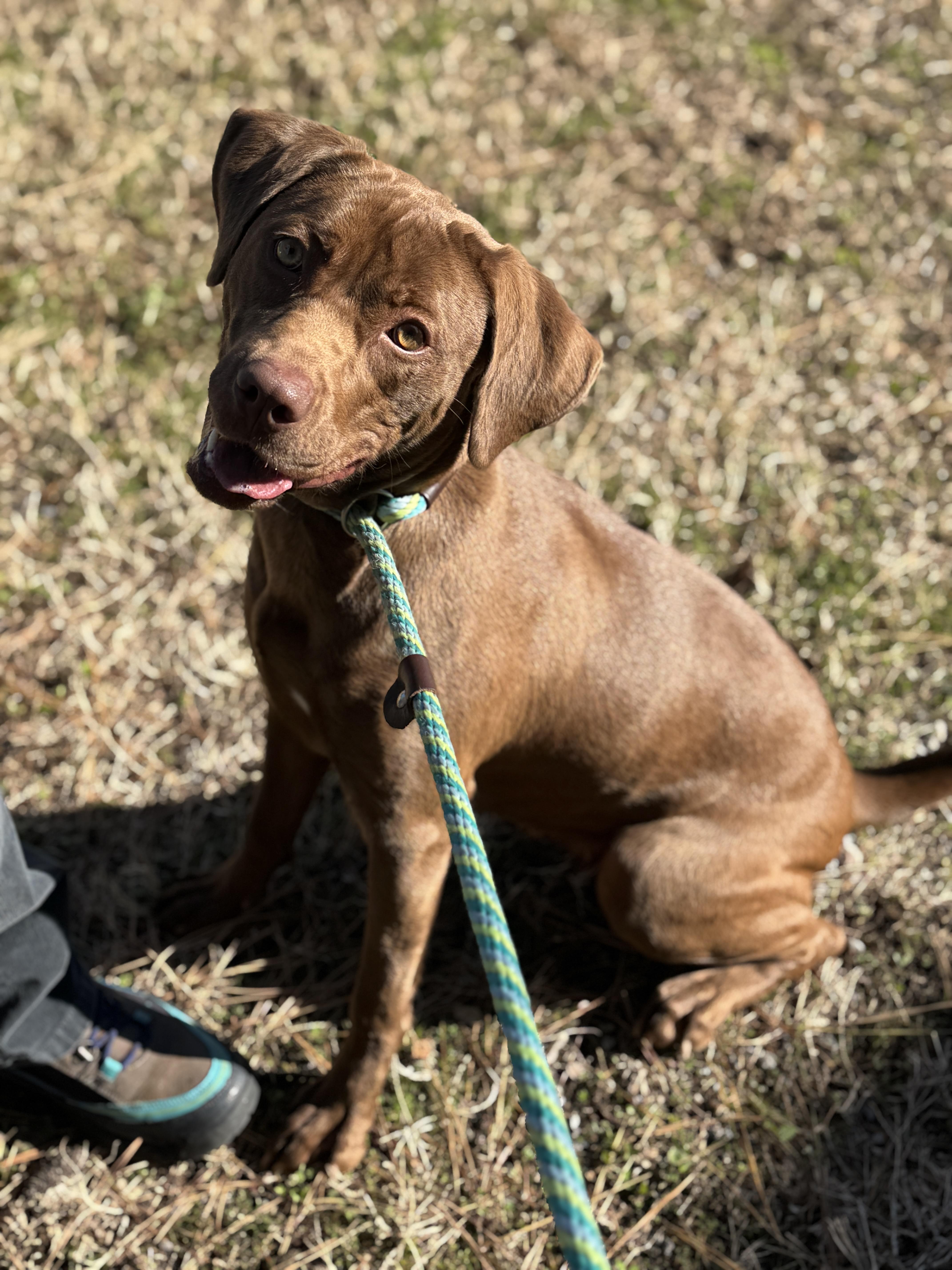 Pine Cone, a ADOPTABLE mixed breed in Richmond, VA image 5/6