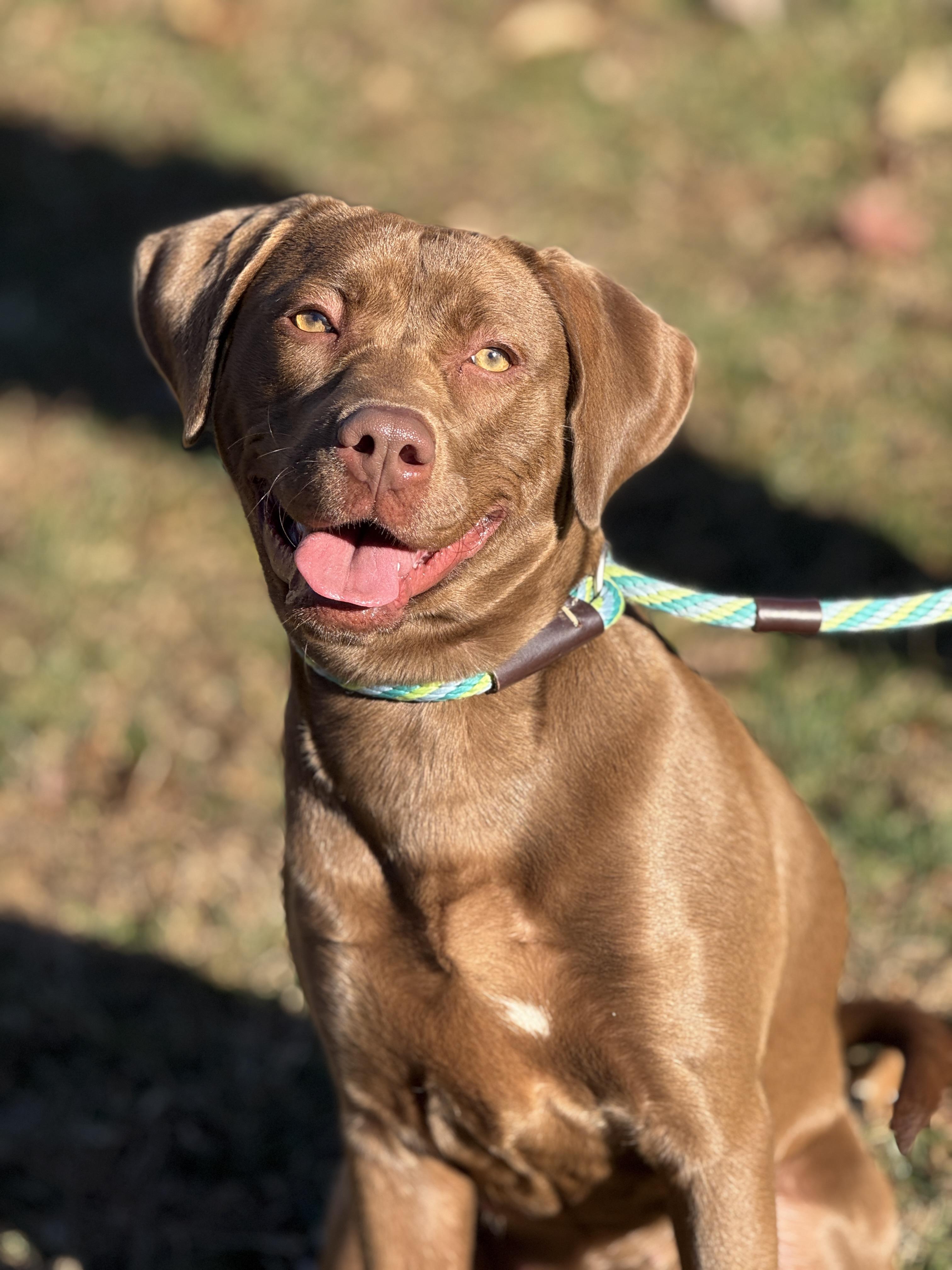 Pine Cone, a ADOPTABLE mixed breed in Richmond, VA image 3/6