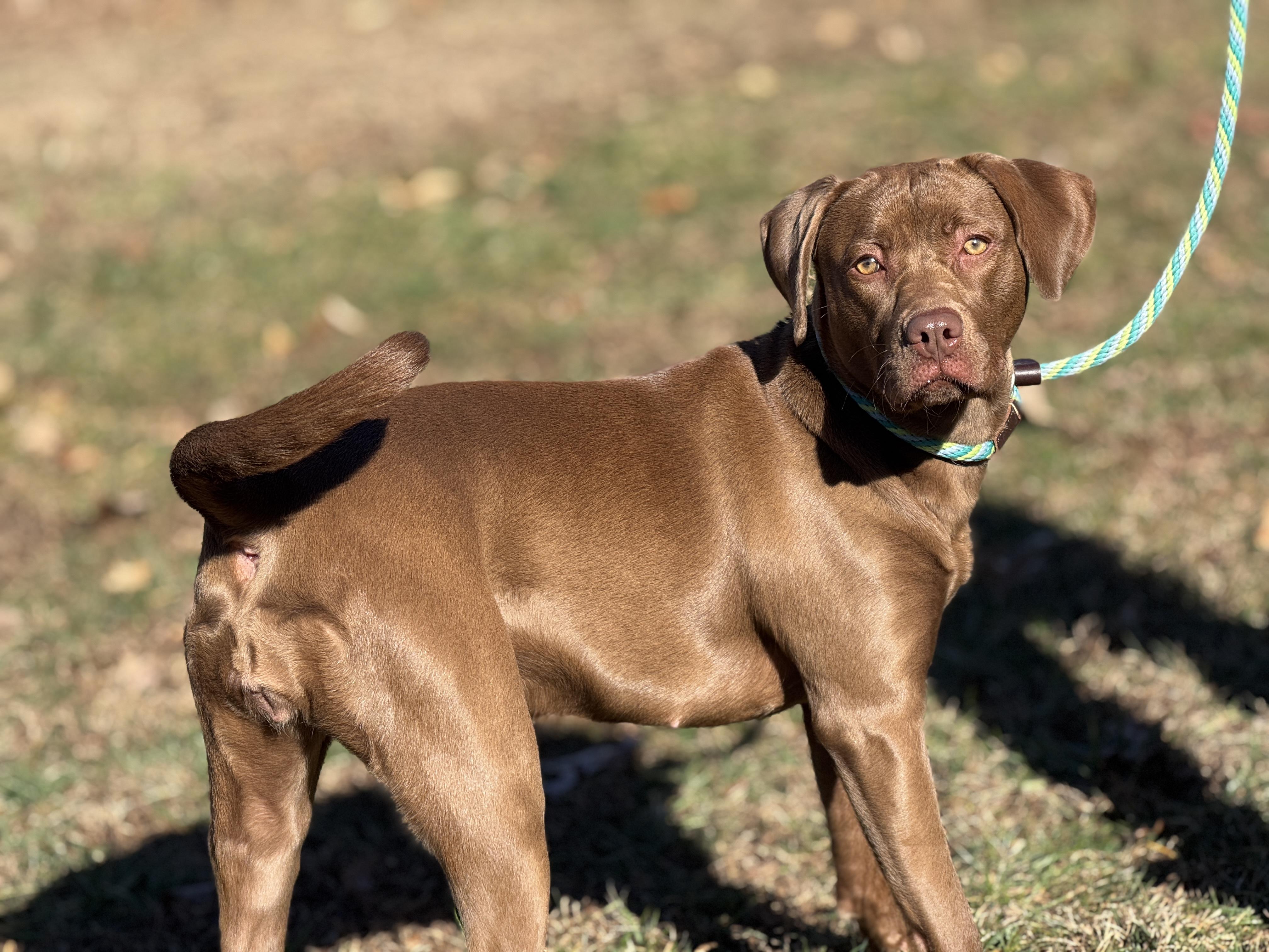 Pine Cone, a ADOPTABLE mixed breed in Richmond, VA image 2/6