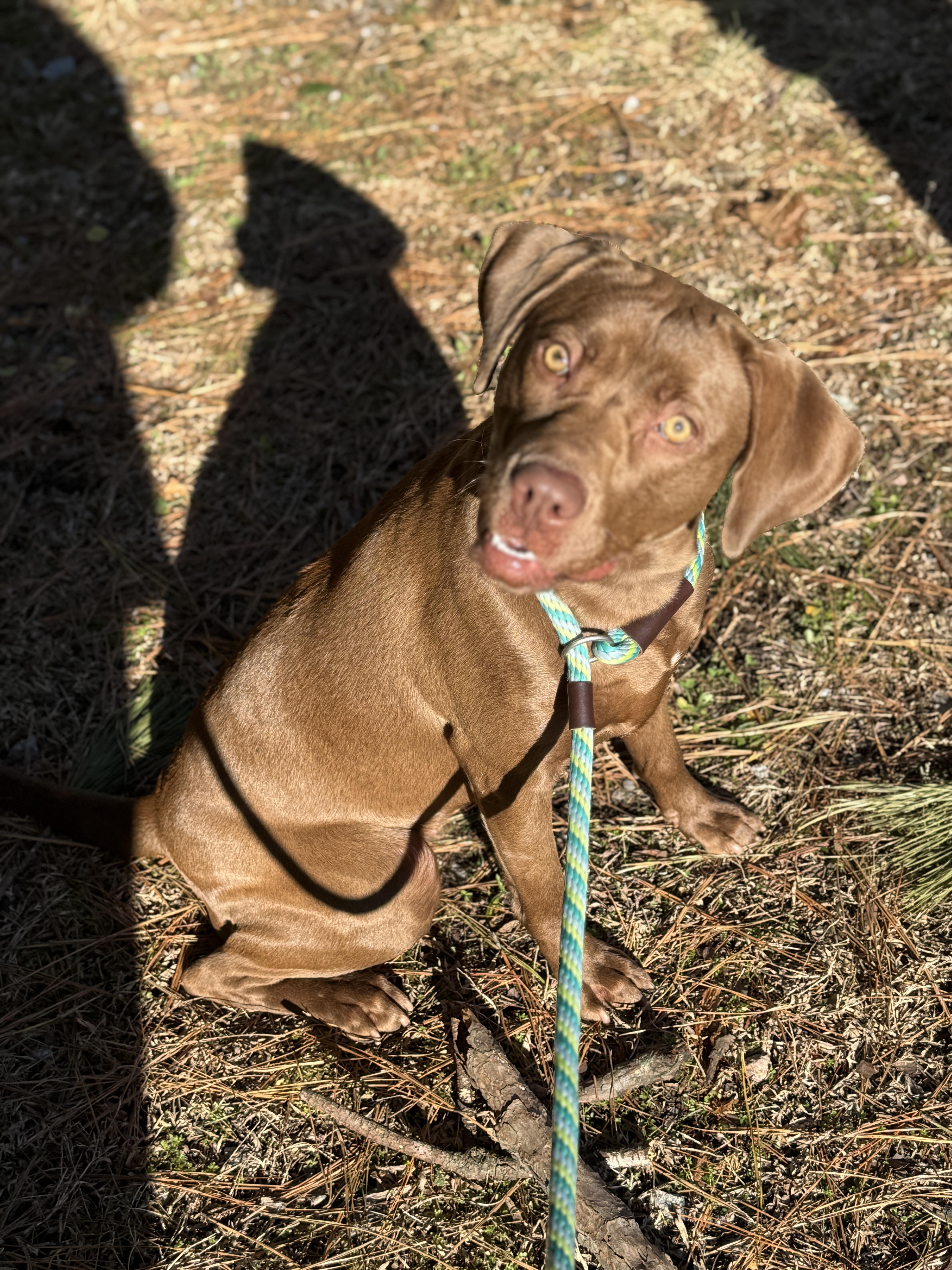 Pine Cone, a ADOPTABLE mixed breed in Richmond, VA image 6/6
