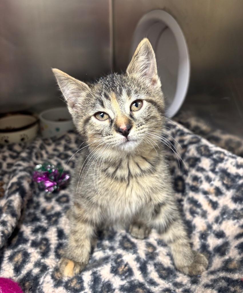 Cakes, Adoptable, Kitten Female American Shorthair.