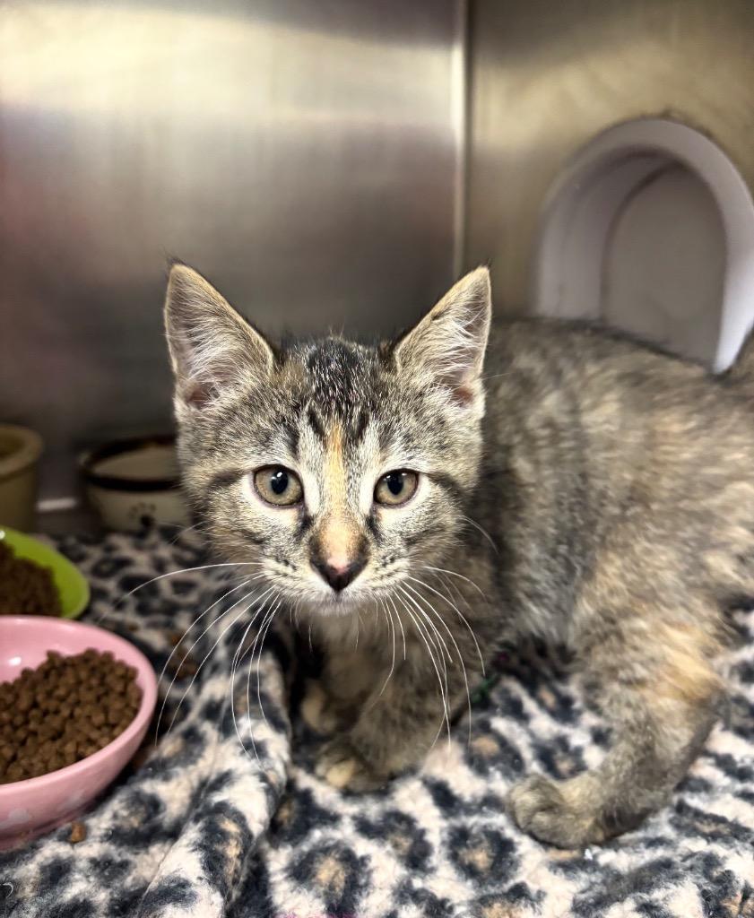 Enlarge Cakes, a Adoptable American Shorthair in Findlay, OH image 2/2