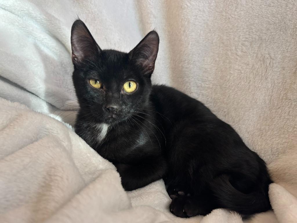 Frisch, Adoptable, Kitten Male Domestic Short Hair.