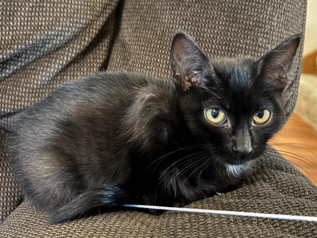 Enlarge Frisch, a Adoptable Domestic Short Hair in Cloquet, MN image 2/5