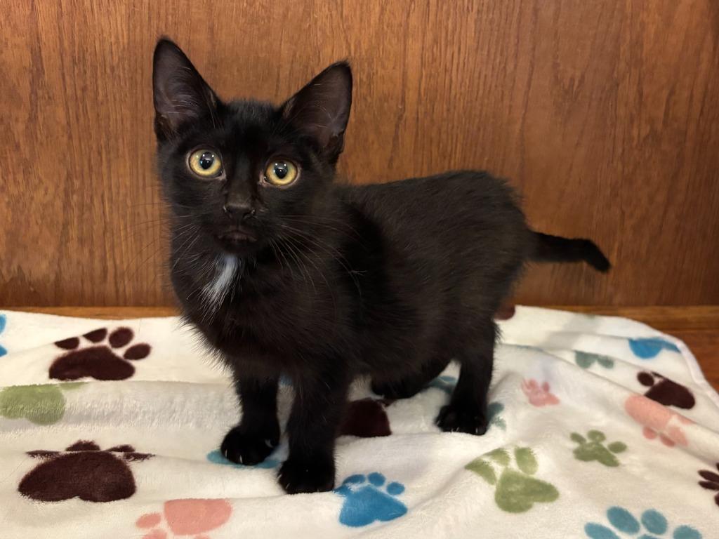 Enlarge Frisch, a Adoptable Domestic Short Hair in Cloquet, MN image 3/5