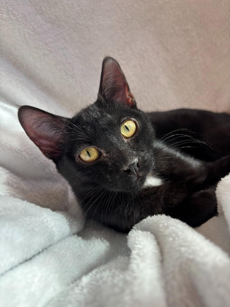 Enlarge Frisch, a Adoptable Domestic Short Hair in Cloquet, MN image 4/5