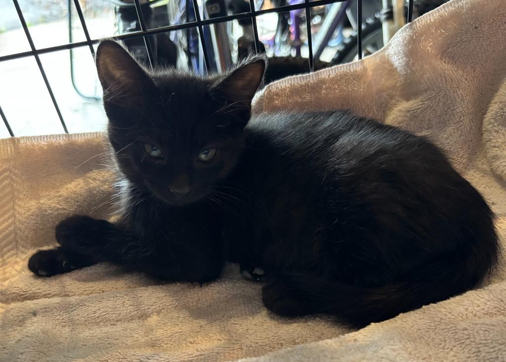 Enlarge Frisch, a Adoptable Domestic Short Hair in Cloquet, MN image 5/5