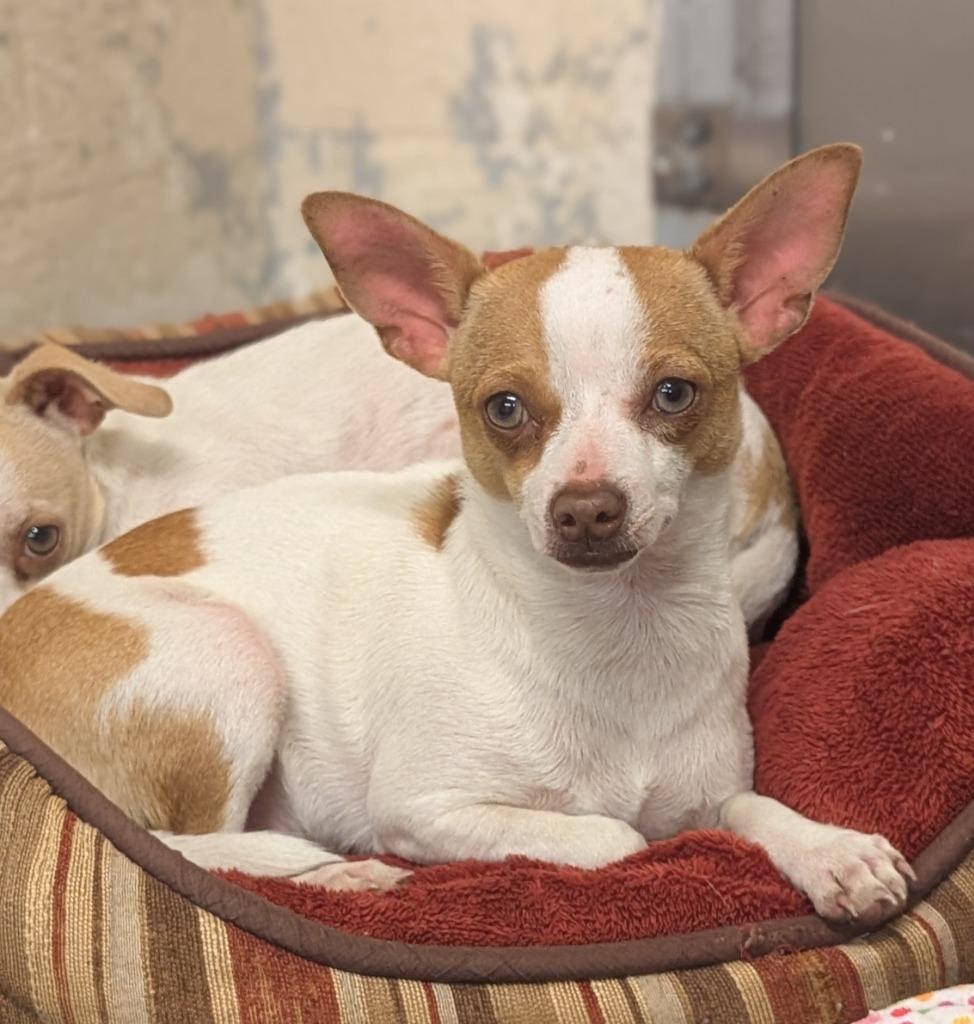 Madi, Adoptable, Young Female Chihuahua & Mixed Breed.