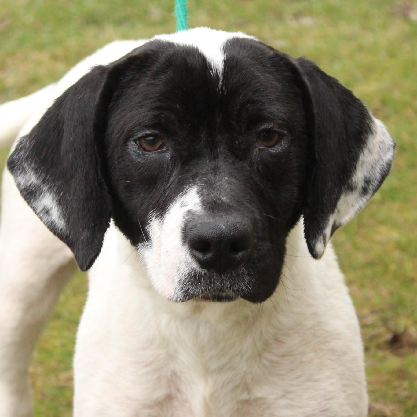 Aliana, adopted, Young Female Bluetick Coonhound & Beagle.