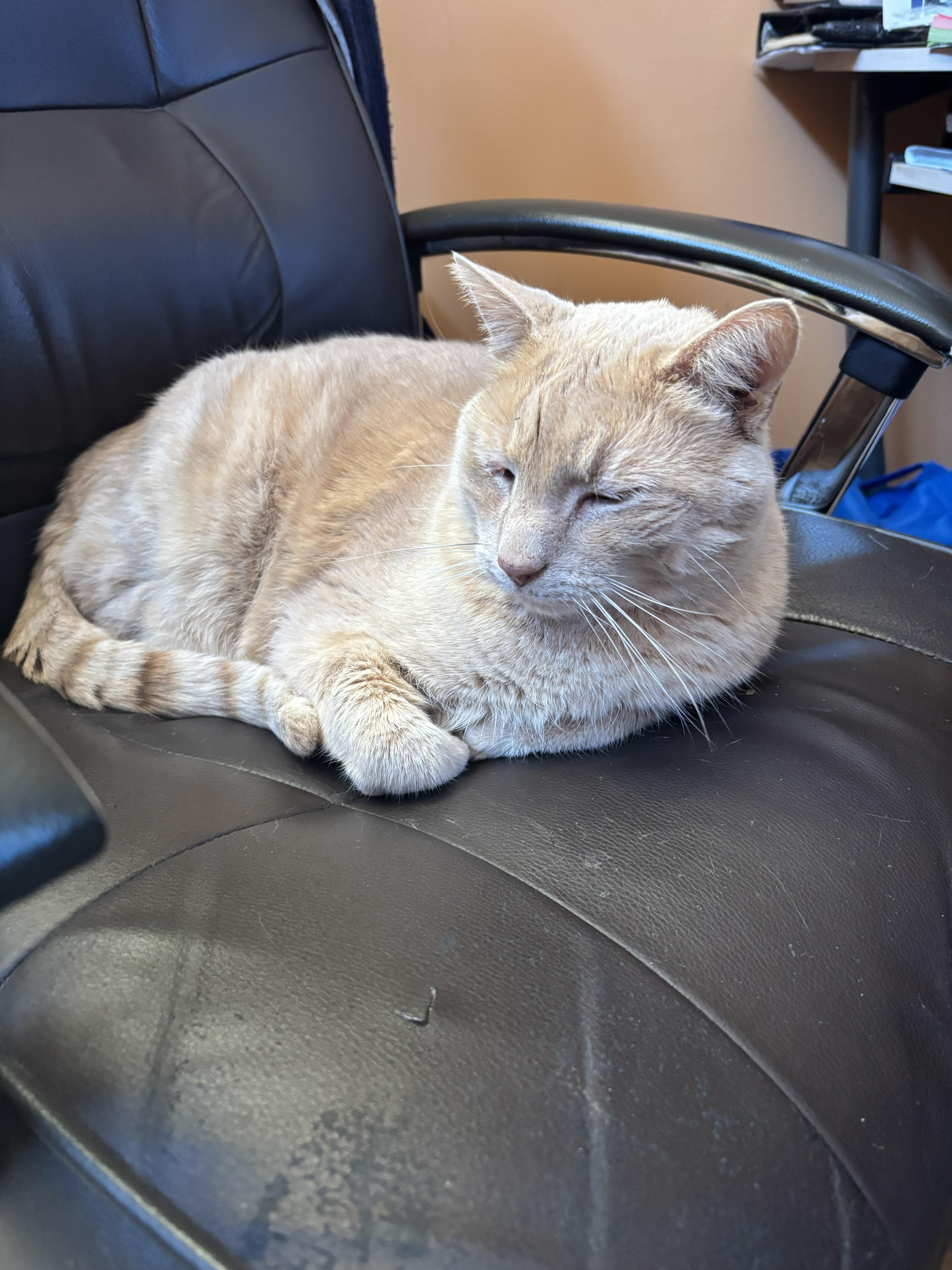 Enlarge Sunny, a ADOPTABLE Domestic Short Hair in Wayzata, MN image 1/3