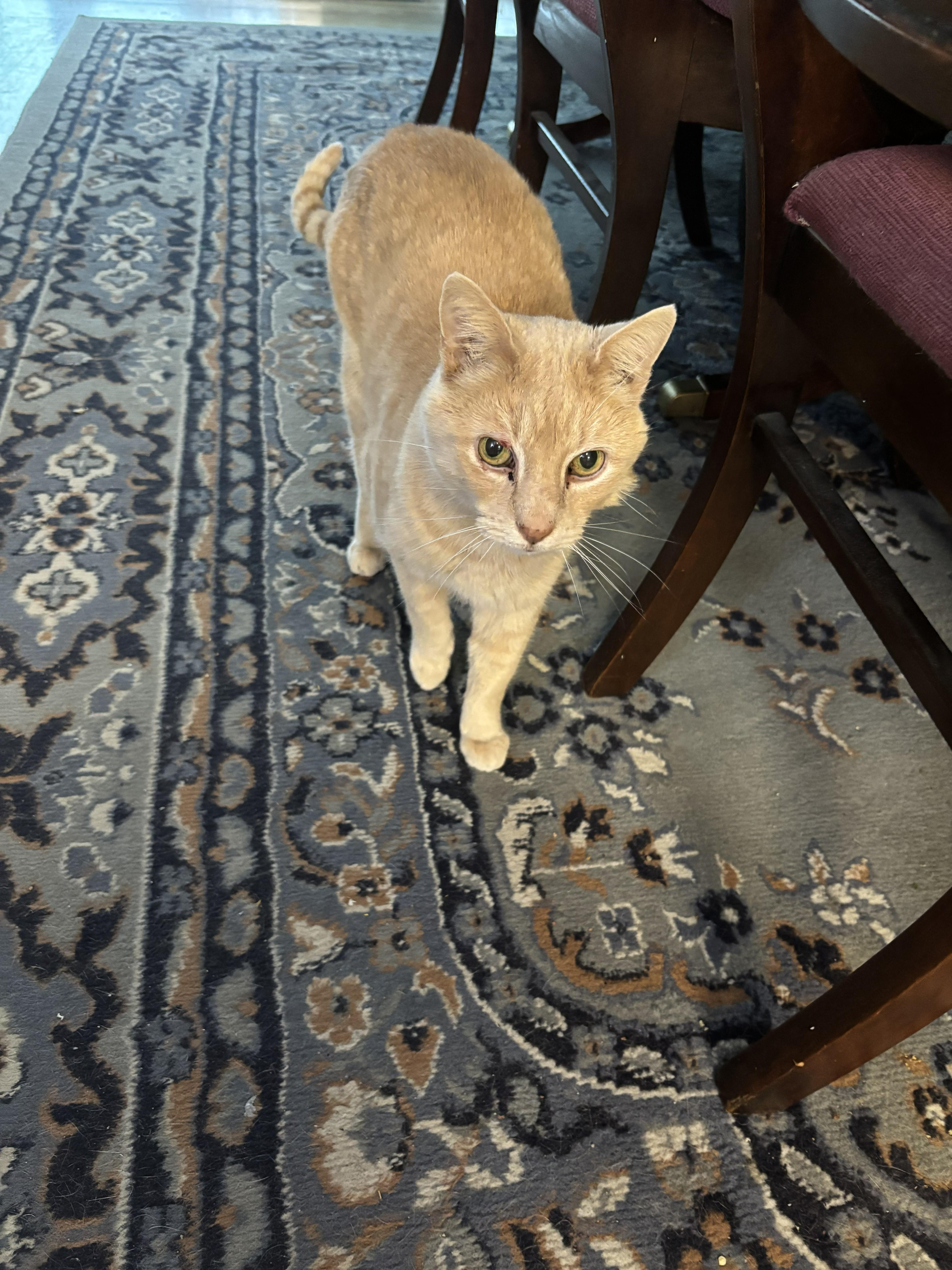 Enlarge Sunny, a ADOPTABLE Domestic Short Hair in Wayzata, MN image 2/3