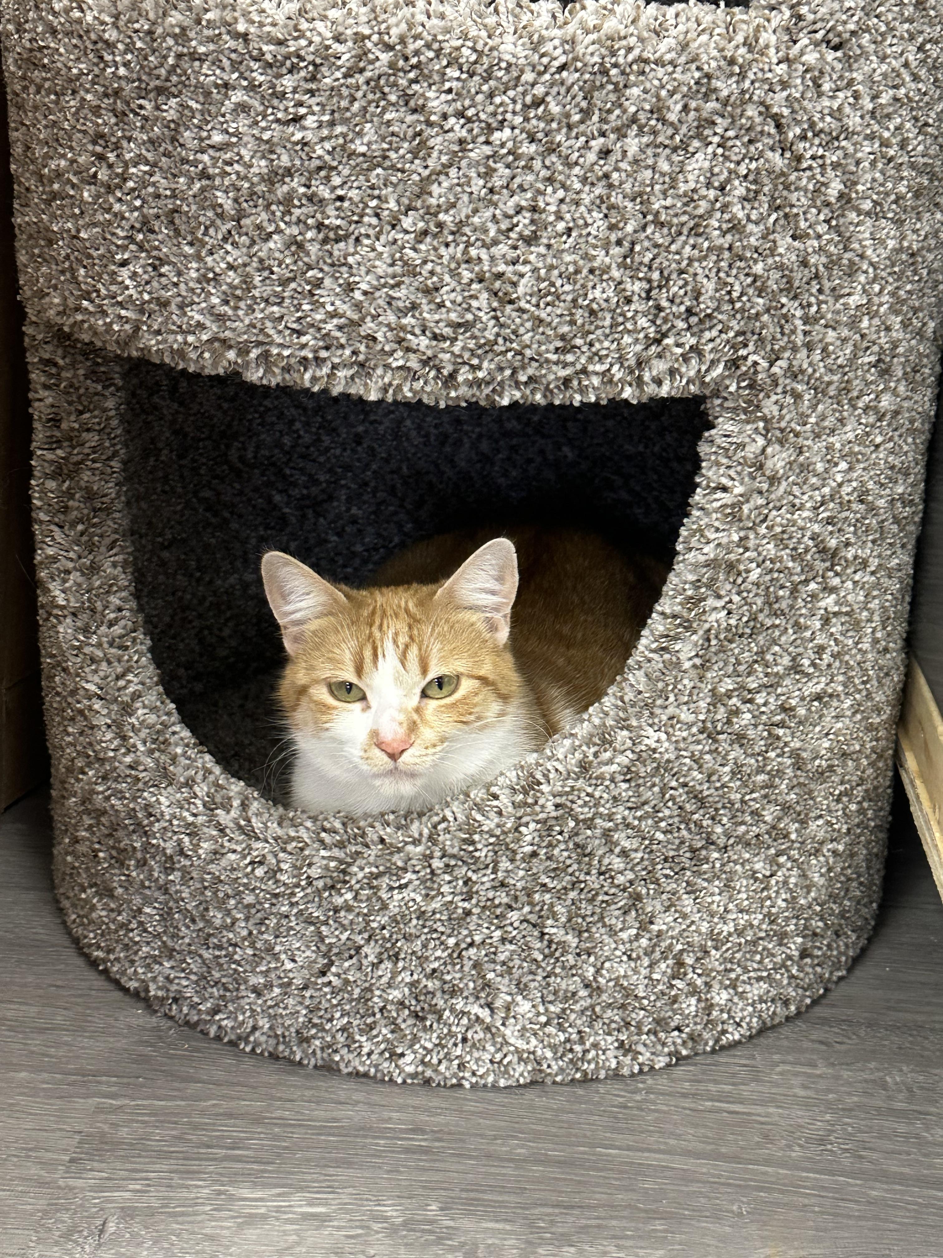 Enlarge Creamy, a Adoptable Domestic Short Hair in Blaine , MN image 1/3