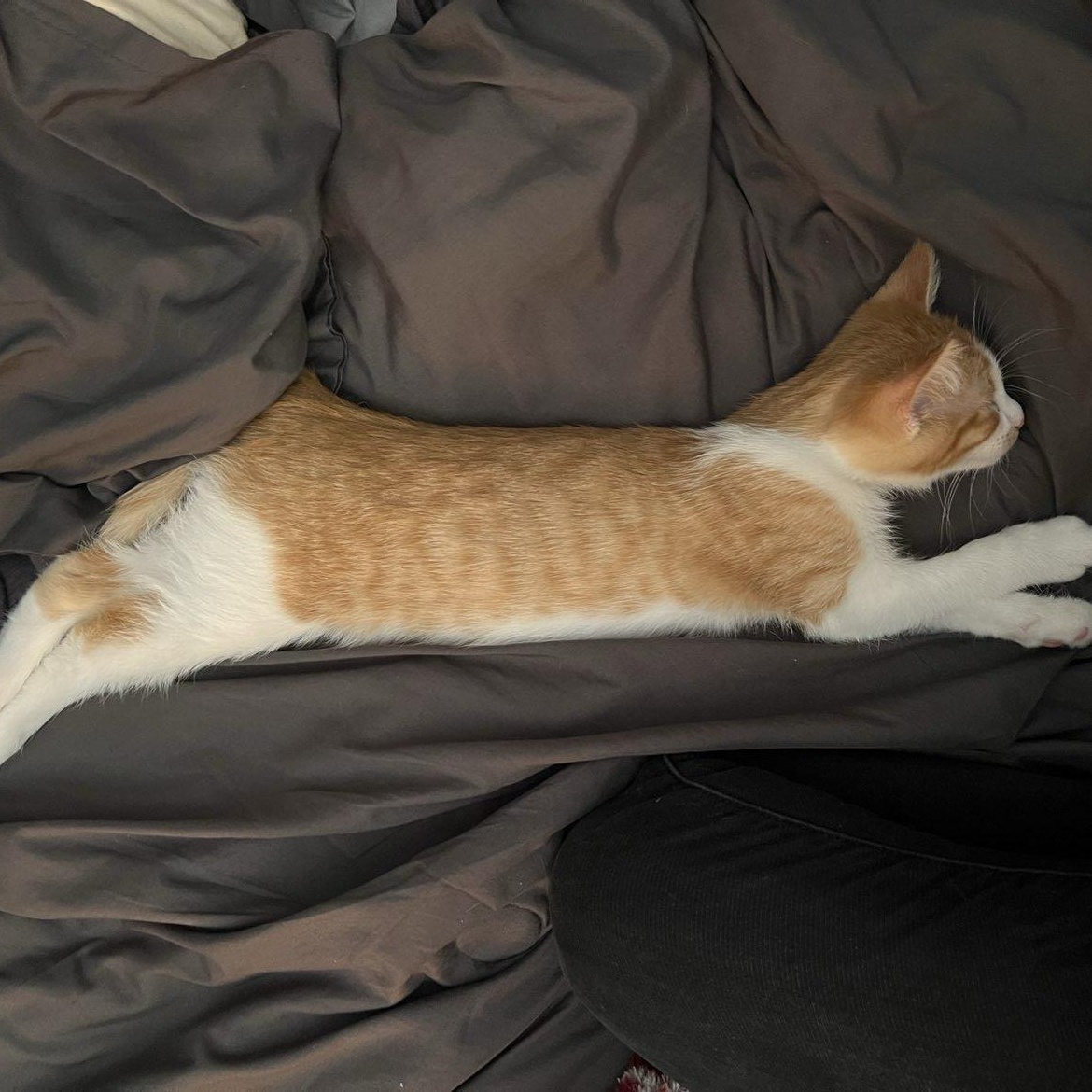 Enlarge Creamy, a Adoptable Domestic Short Hair in Blaine , MN image 3/3